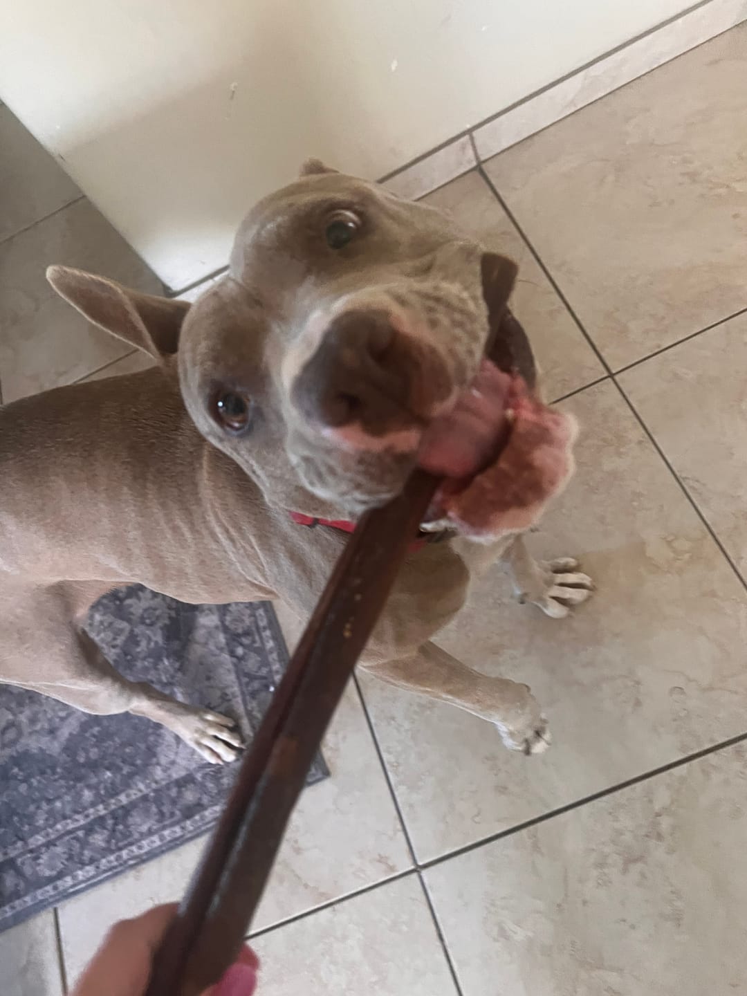 Customer photo review of 12 Inch Beef Collagen Sticks