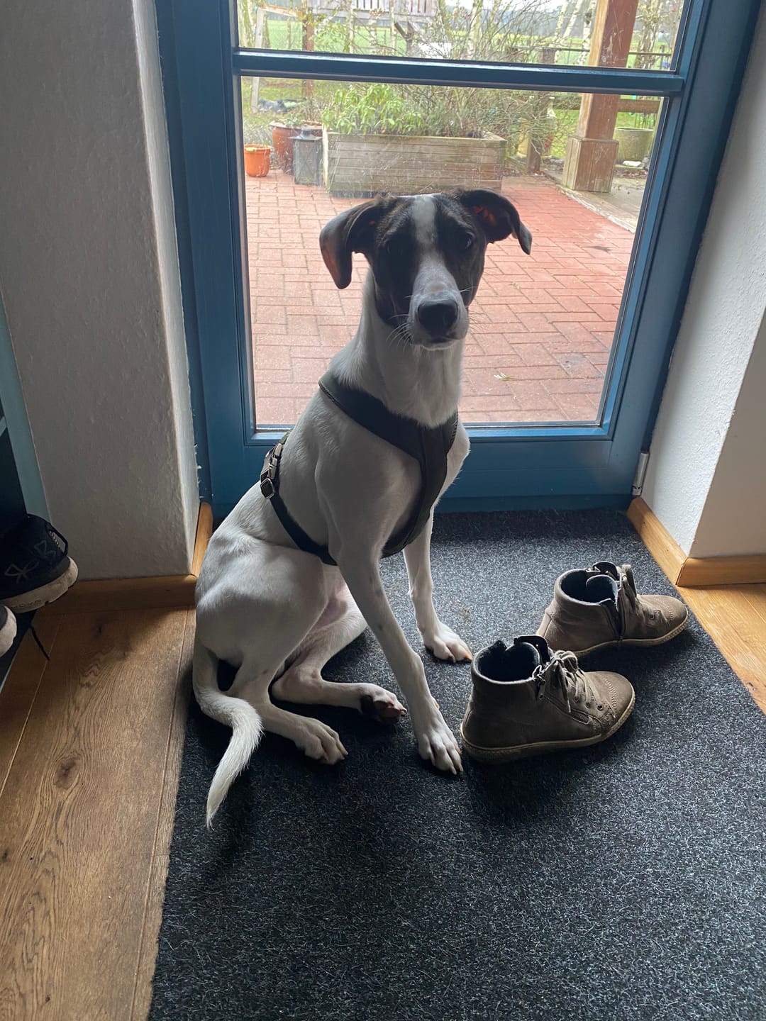 Customer photo review of Hundegeschirr PRO "Mountain Green"
