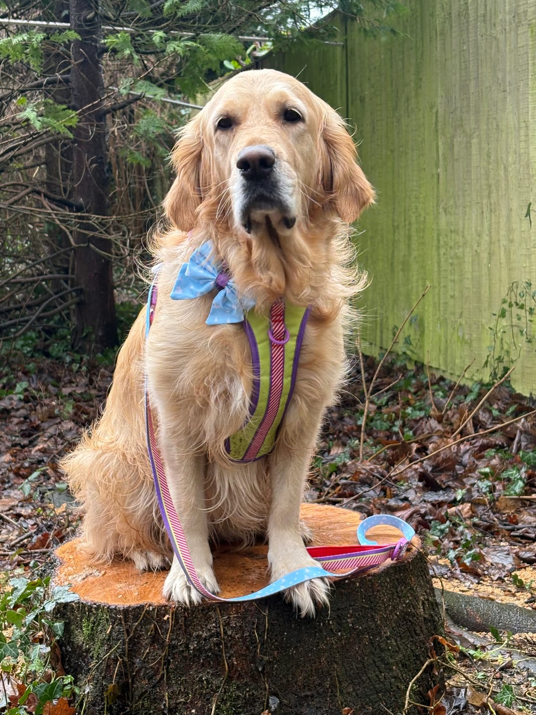 Customer photo review of Disney© Tough Trails™ Harness - Buzz Lightyear