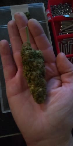Customer photo review of 🍋 Lemon King - Power LVL 5/5