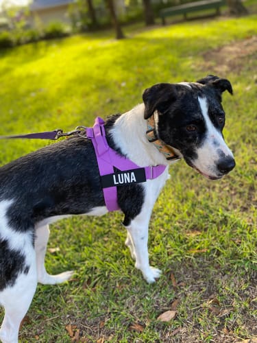 Customer photo review of Dog Harness