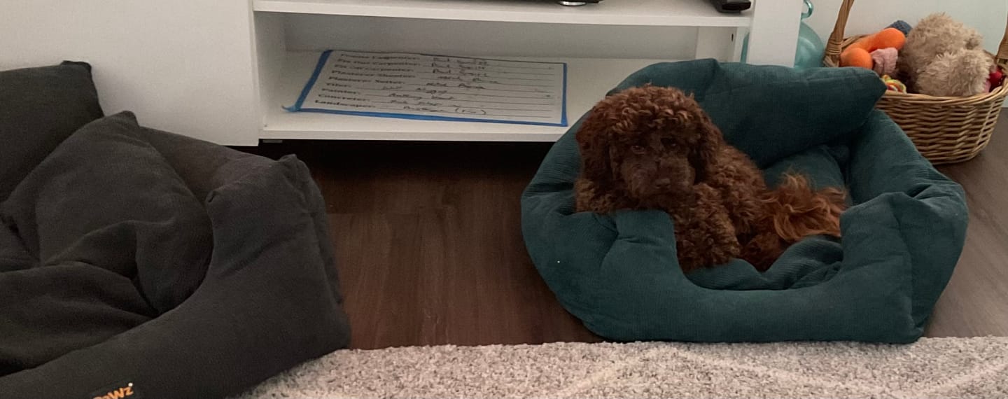 Customer photo review of PaWz Dog Car Booster Seat
