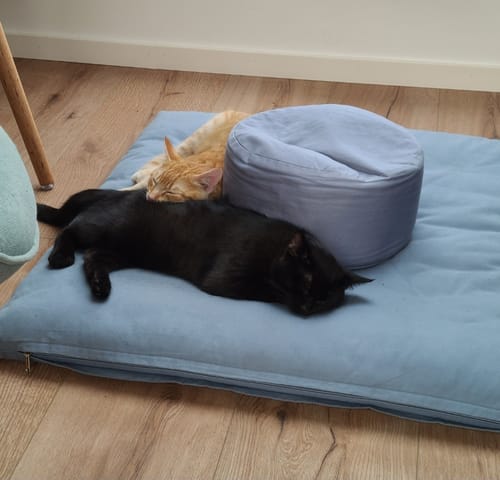 Customer photo review of Naturreines Katzenstreu