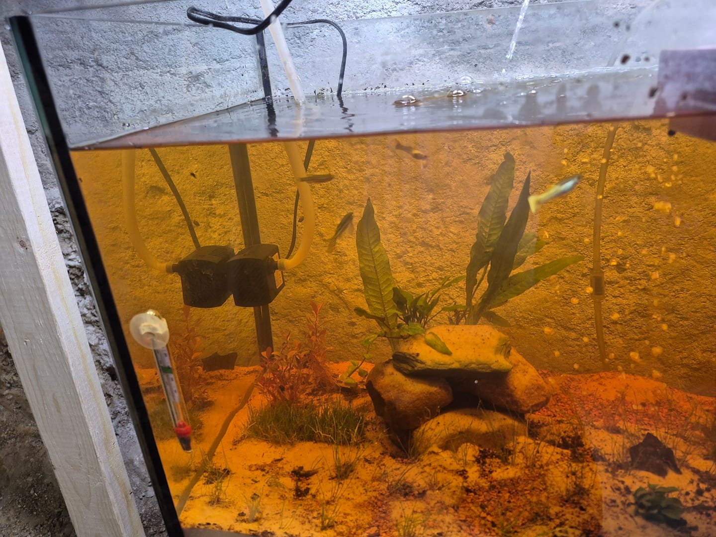 Customer photo review of Cryptocoryne Wendtii 'Green'