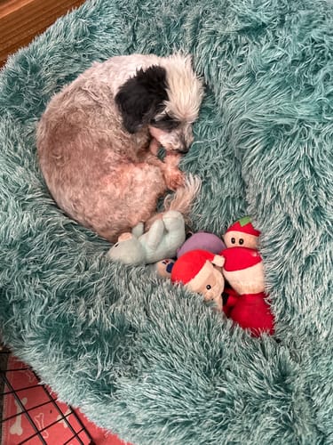 Customer photo review of PaWz Removable Cover Calming Pet Bed