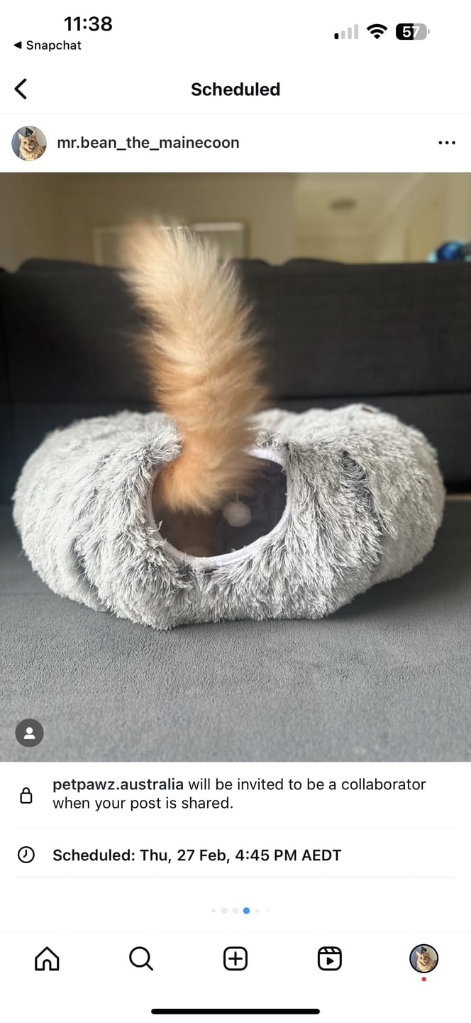Customer photo review of Pawz Cat Tunnel Bed Foldable Funny Exercise Plush Kitten Play Tube