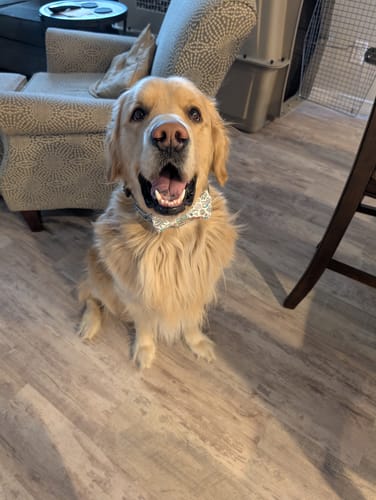 Customer photo review of Outer Space Bow for Dog Collar and Cat Collar