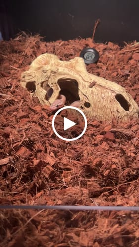 Customer video review of 120 Gallon Reptile Enclosures 4x2x2-Royal Purple