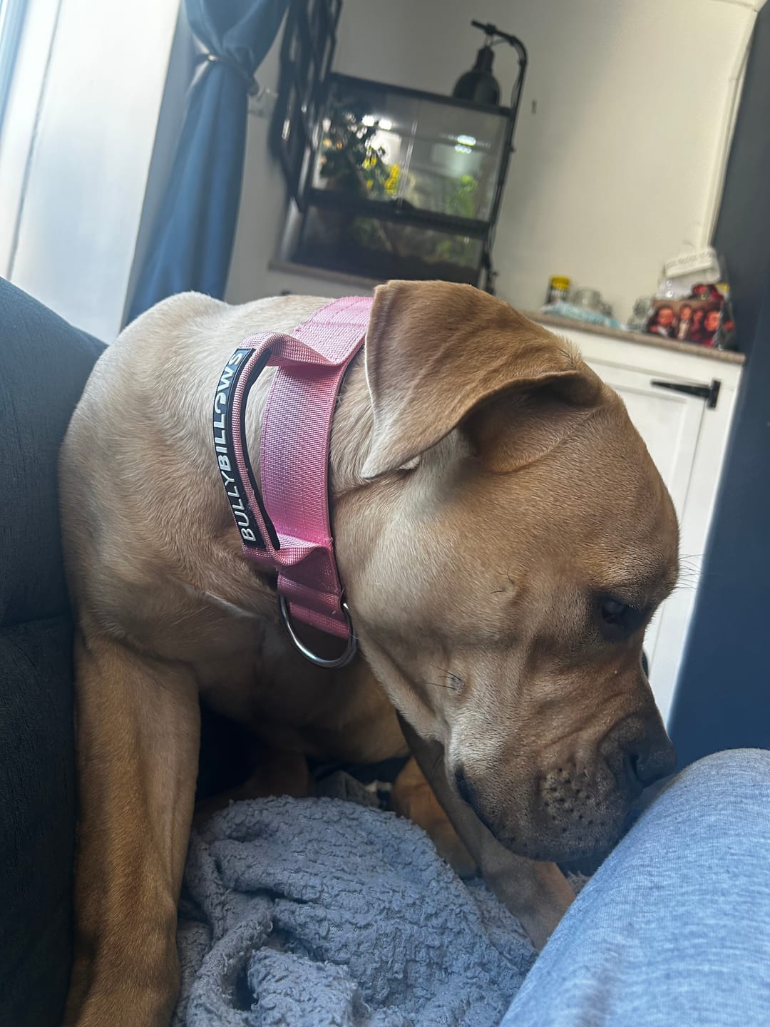 Customer photo review of 5cm Combat® Collar | With Handle & Secure Clip - Pink