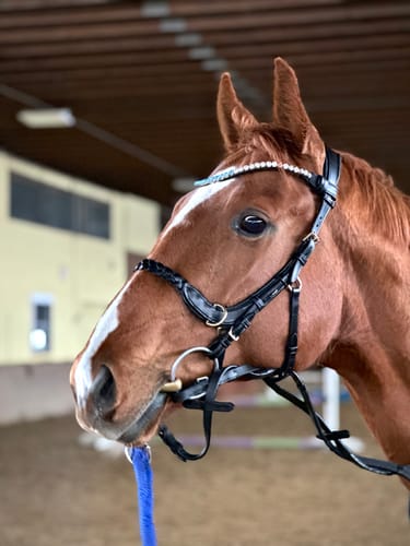Customer photo review of CAMPAIGN- Odessa Bonita Multi bridle - MASEGO bit to bitless system