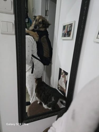 Customer photo review of Mochila para Transportar Cães