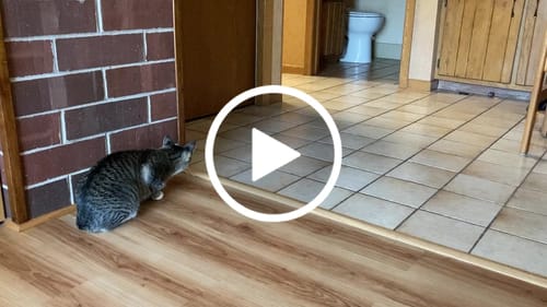 Barry T. review of SPEEDY TAIL 2.0 image 1 out of 1