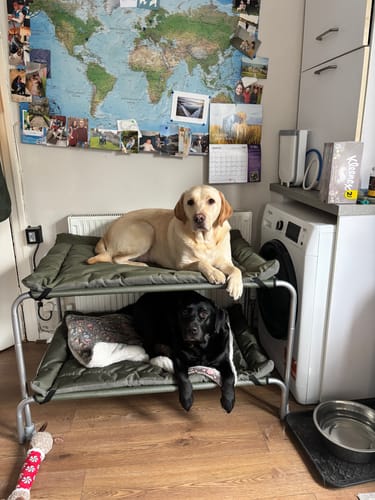 Erika H. review of HiK9 Bed with Olive Mesh Cover image 1 out of 1