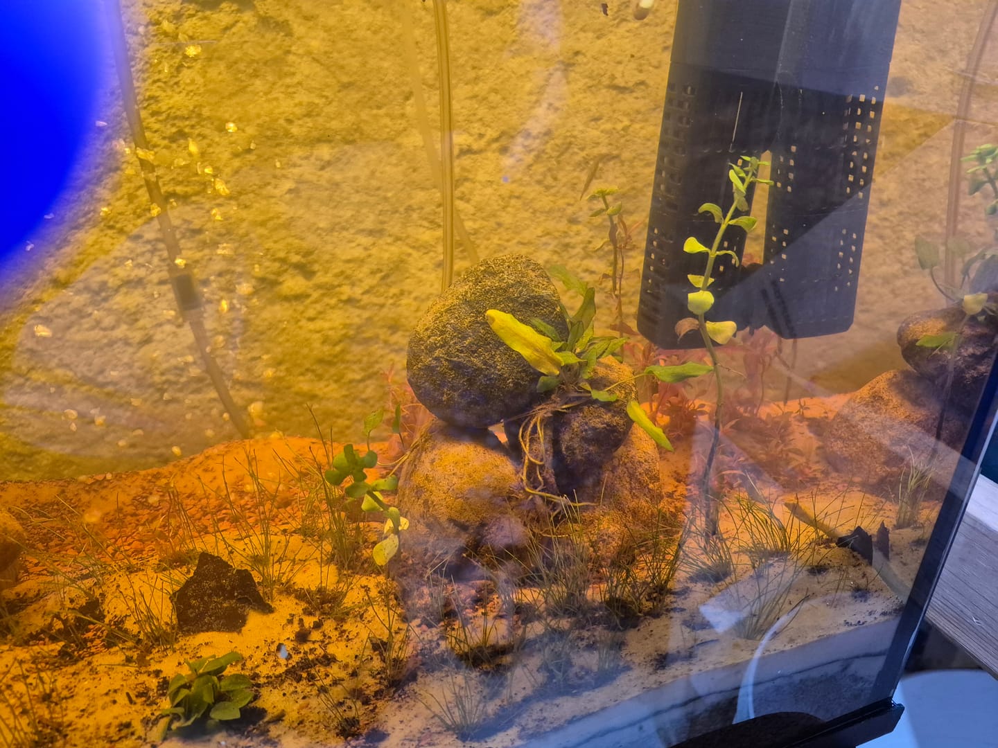 Customer photo review of Rotala Rotundifolia