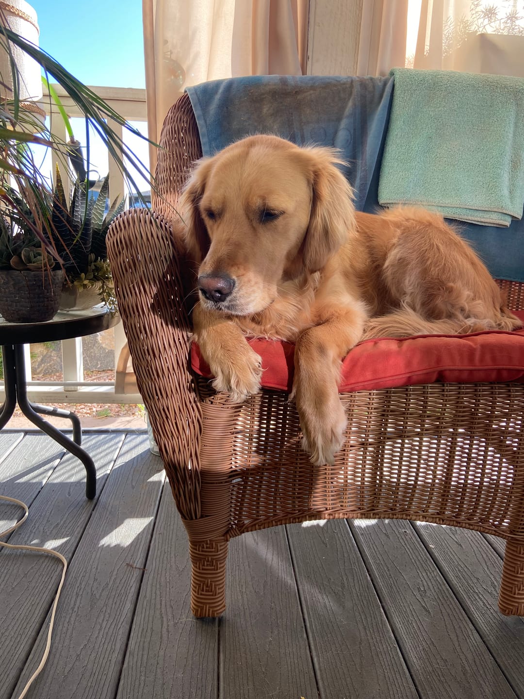Customer photo review of Doggie Greens