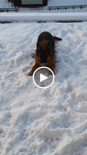 Customer video review of Forever Young