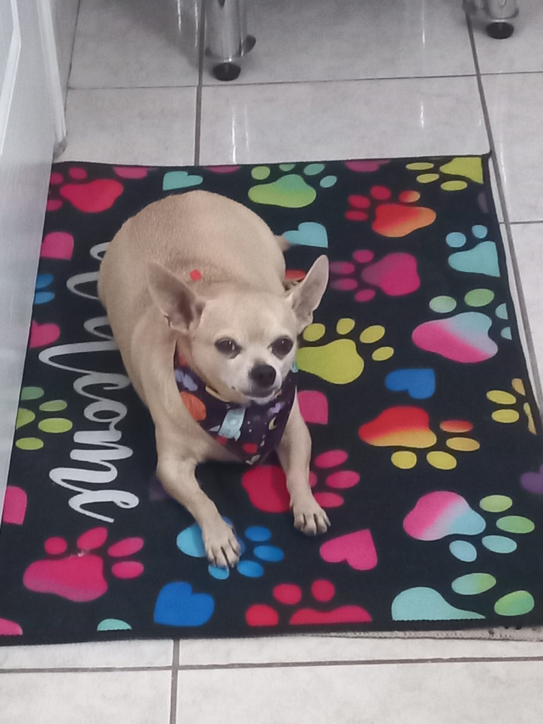 Customer photo review of Happy Flex I  Anti Inflamatorio Para Perros y Gatos. Articulaciones, huesos y cadera