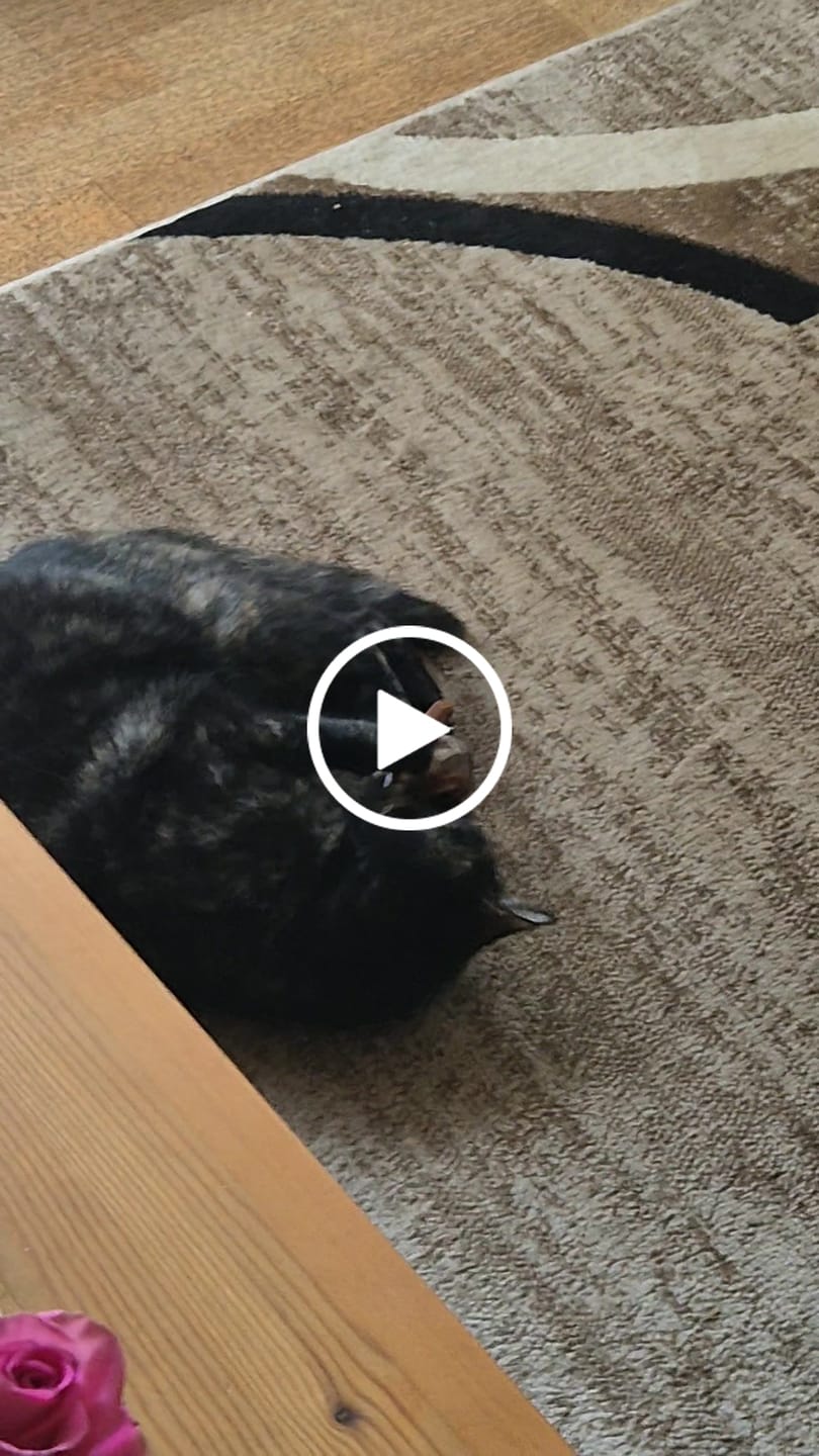 Customer video review of POWER BALL 2.0