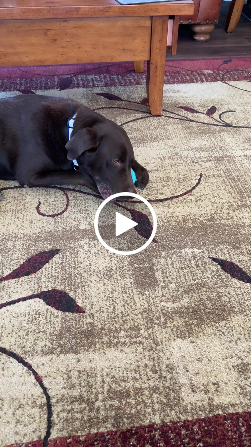 Customer video review of Himalayan Yak Chew (MEGA)