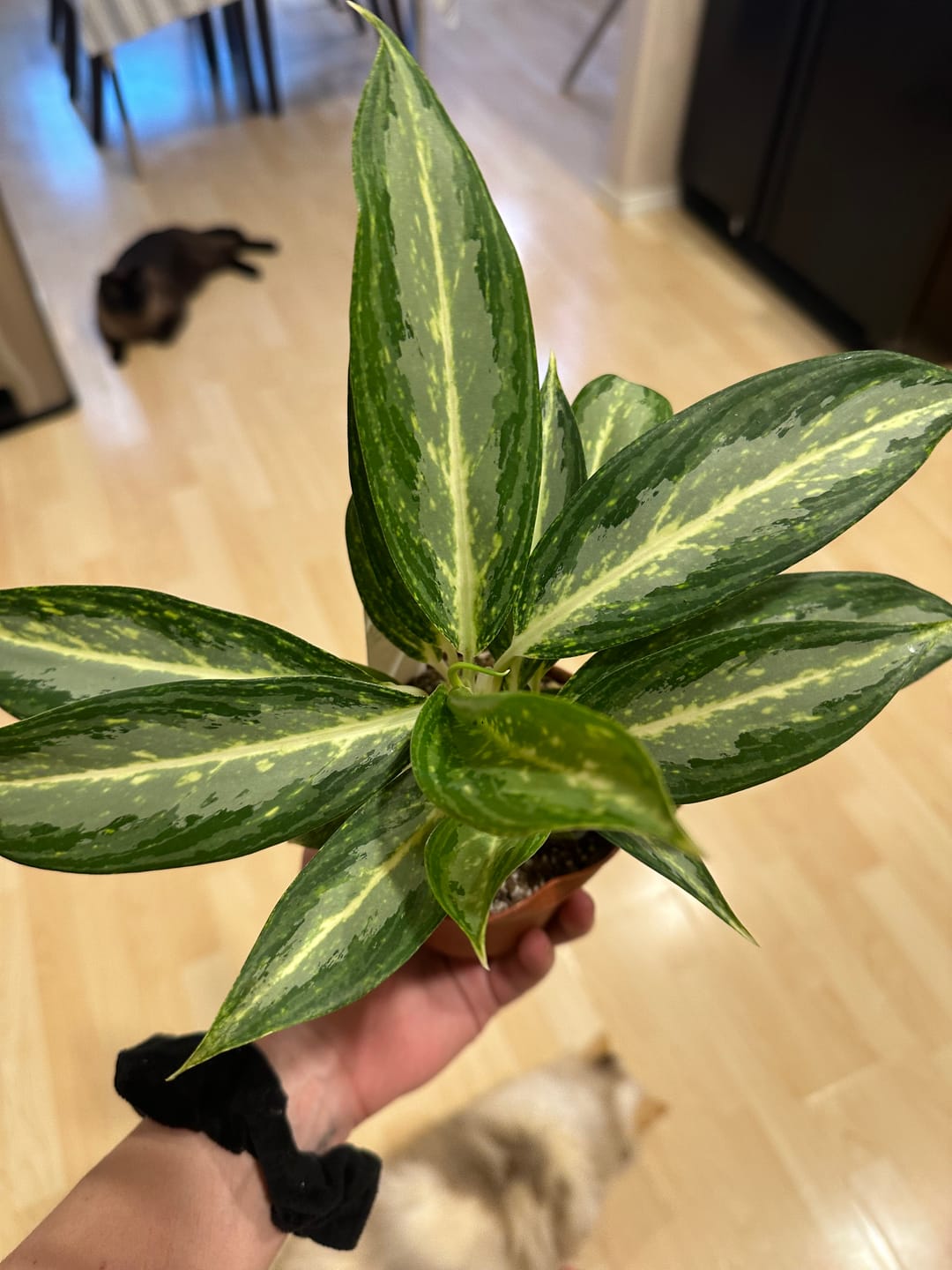 Customer photo review of Aglaonema 'White Rain'
