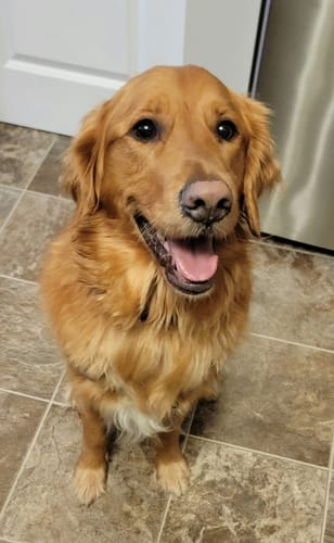Customer photo review of Duck Entree Patties - Frozen Raw Dog Food - Vital Essentials