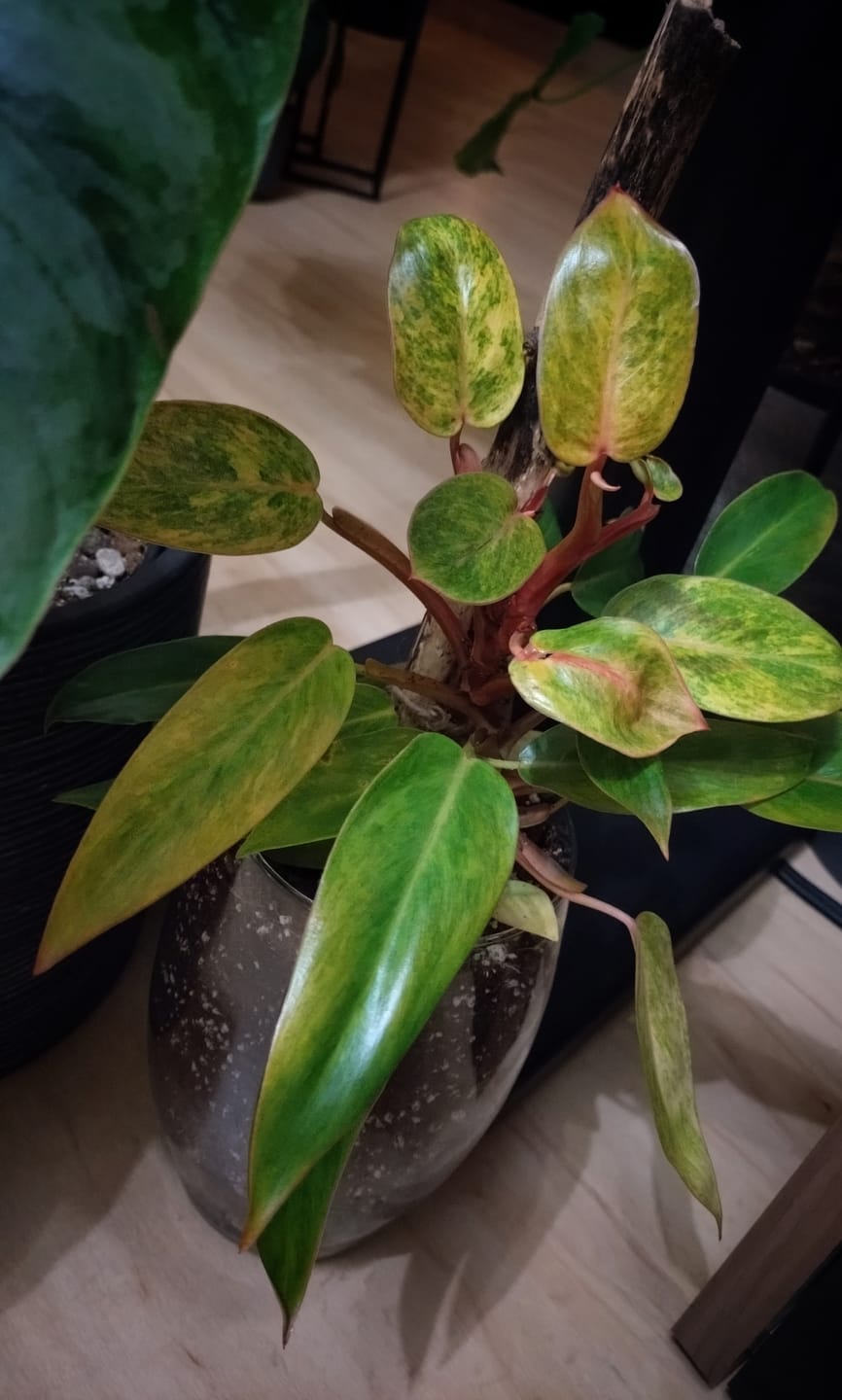 Customer photo review of PHILODENDRON PAINTED LADY