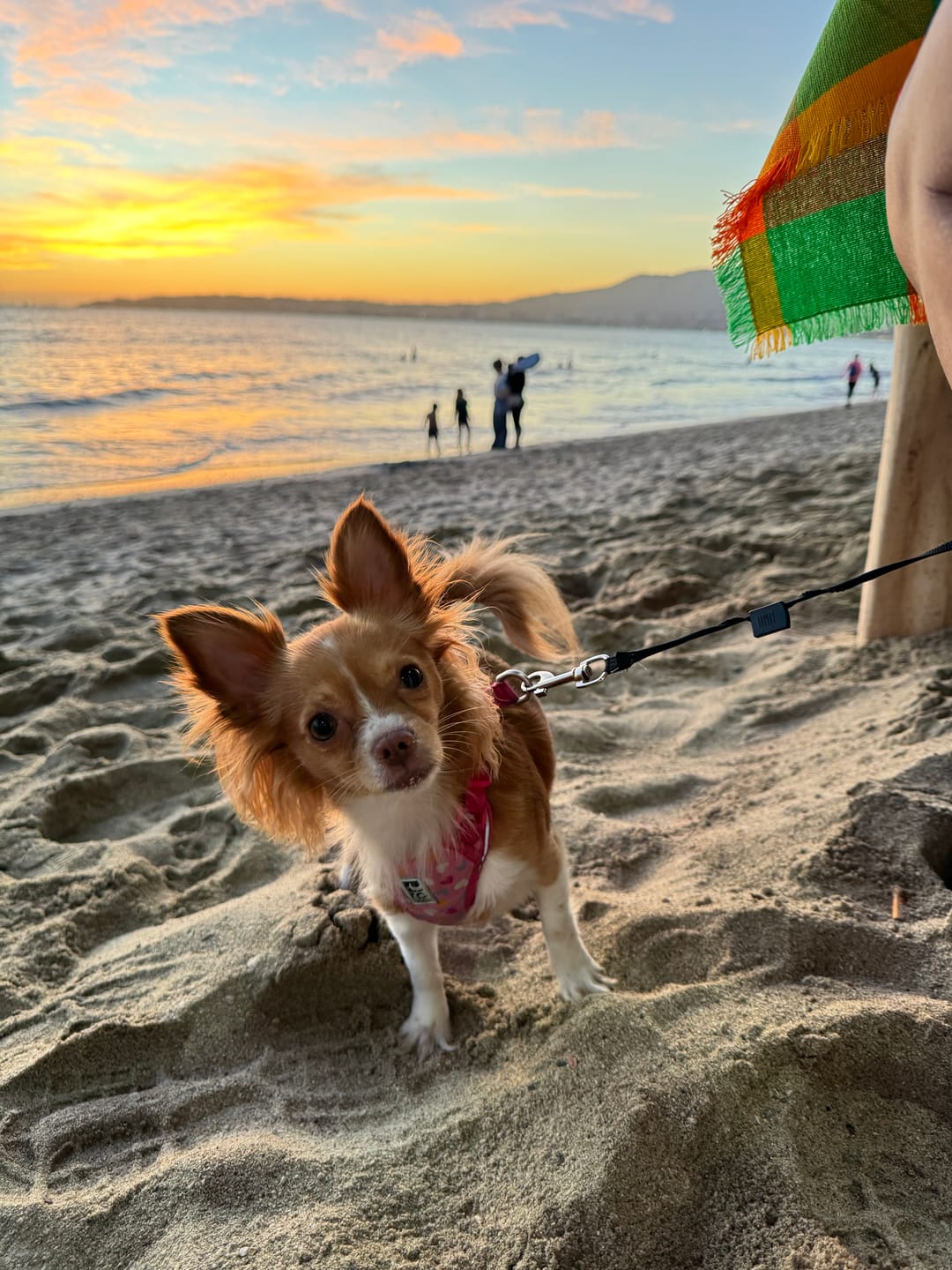 Customer photo review of Earth Rated - Lingettes nettoyante pour chien
