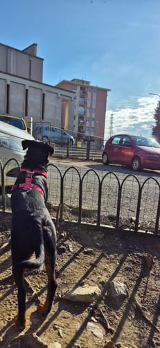 Customer photo review of Training Anti Pull TRI-Harness® | M-XL Breeds - Bubblegum