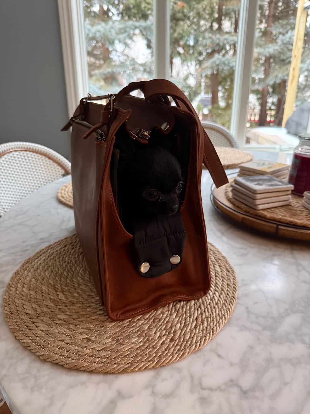 Customer photo review of Dog Travel Bag