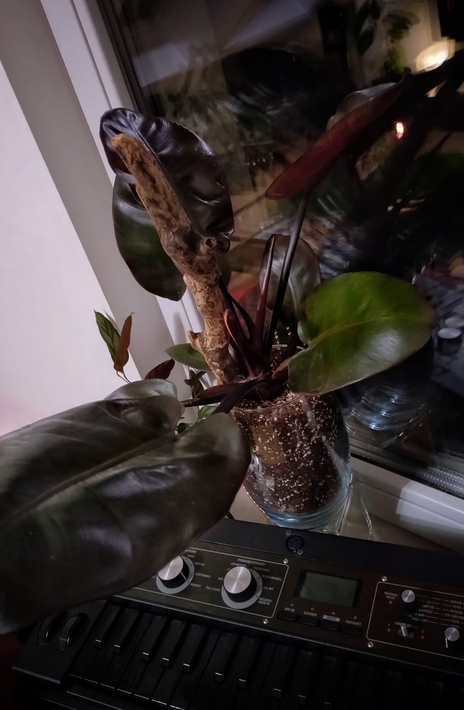 Customer photo review of PHILODENDRON BLACK CARDINAL