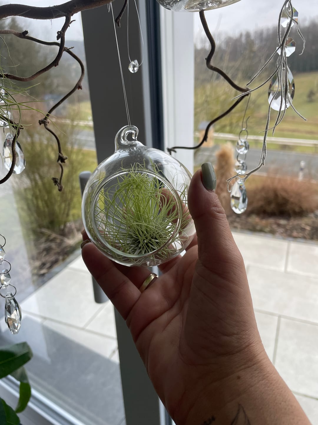 Customer photo review of Tillandsia andreana