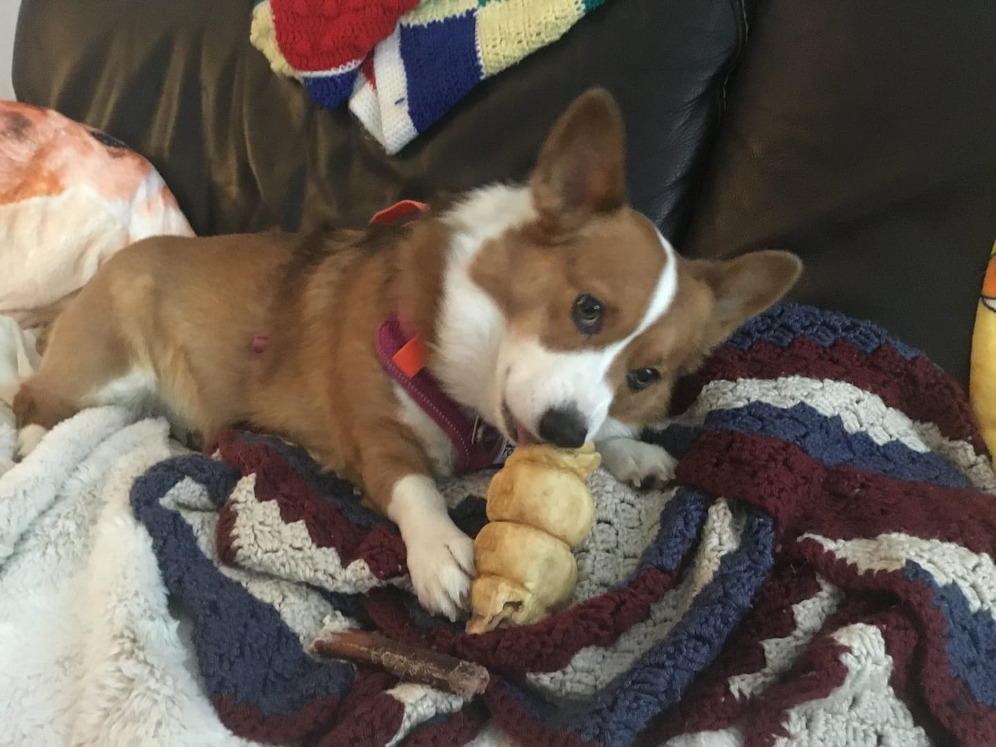 Customer photo review of 5-6 Inch Peanut Butter Cheek Roll