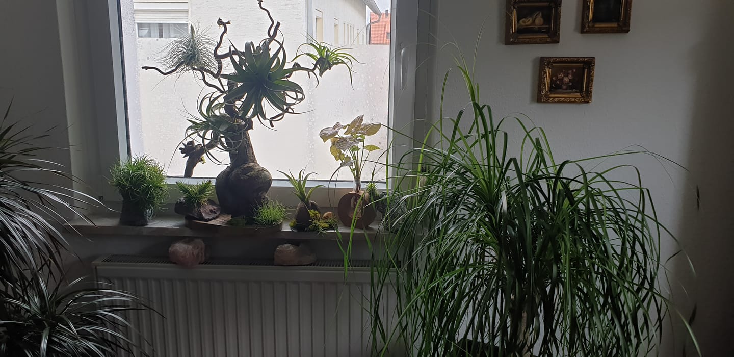 Customer photo review of Tillandsia tectorum "snow" - XXL