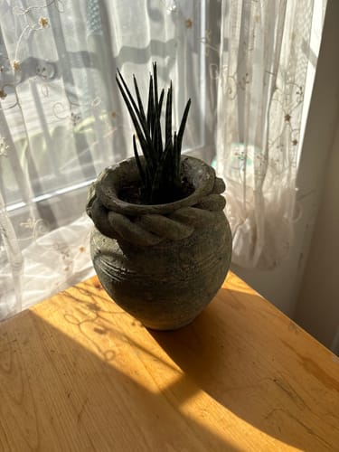 Customer photo review of Sansevieria Fernwood 'Mikado' | Fernwood Snake Plant