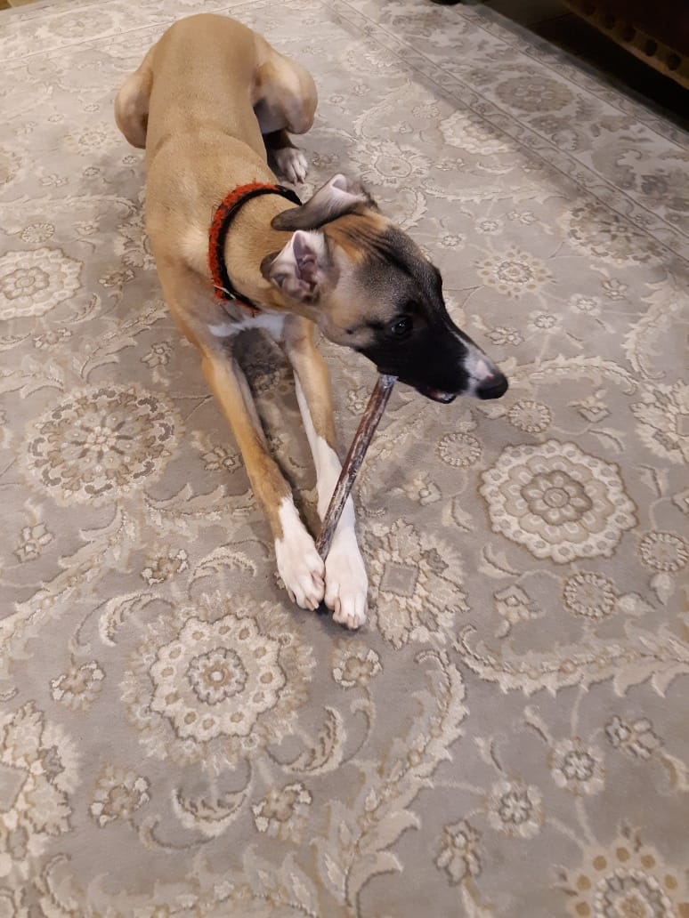 Customer photo review of 12 Inch Standard Bully Stick