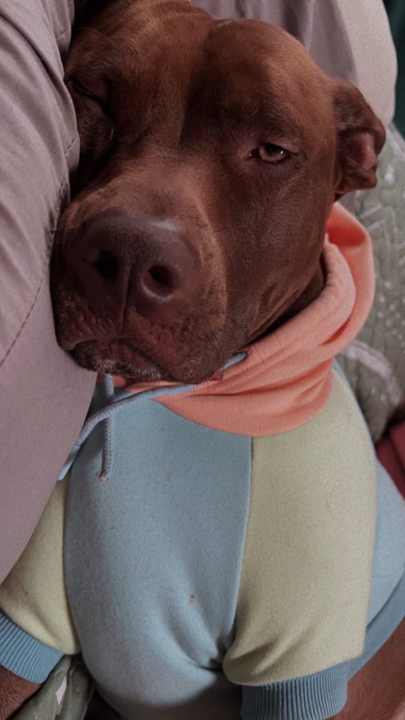 Customer photo review of Jelly Bean Dog Hoodie