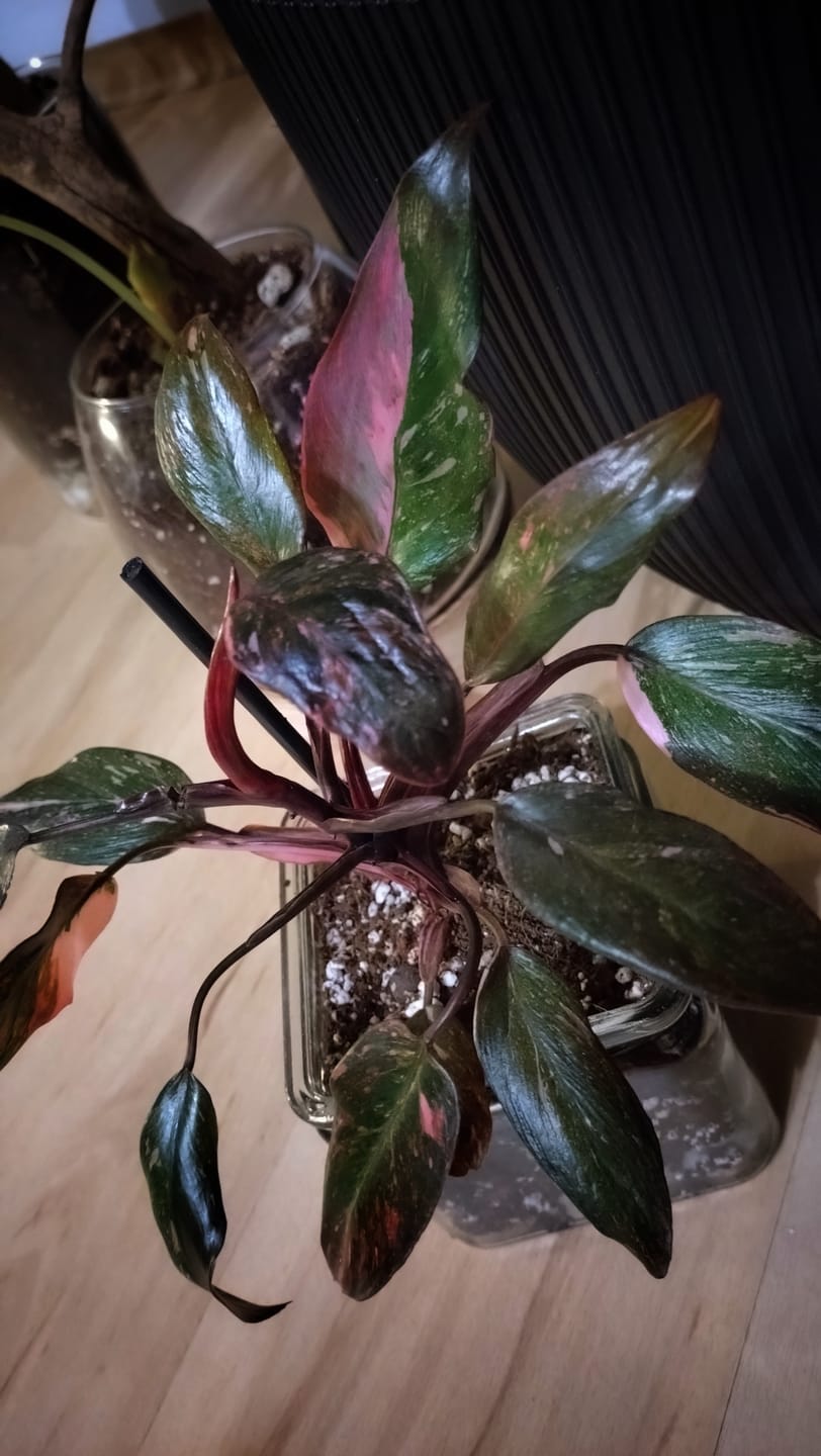 Customer photo review of PHILODENDRON PINK PRINCESS