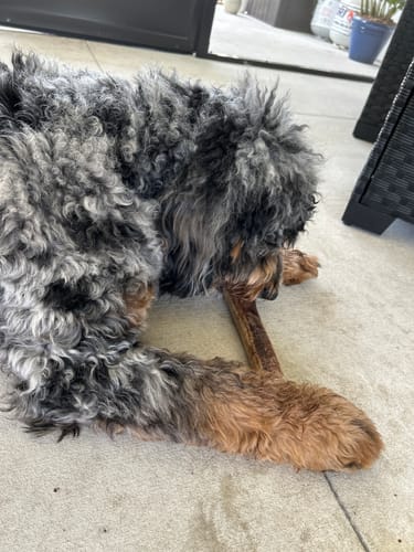 Customer photo review of Ostrich Chunky Bones (4" x 2" - 2 Pack): The Long-Lasting, Flavor-Packed Bones for Small to Medium Dogs
