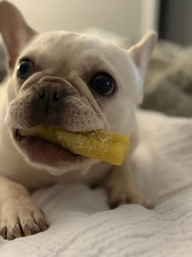 Customer photo review of Banana Yak Chews