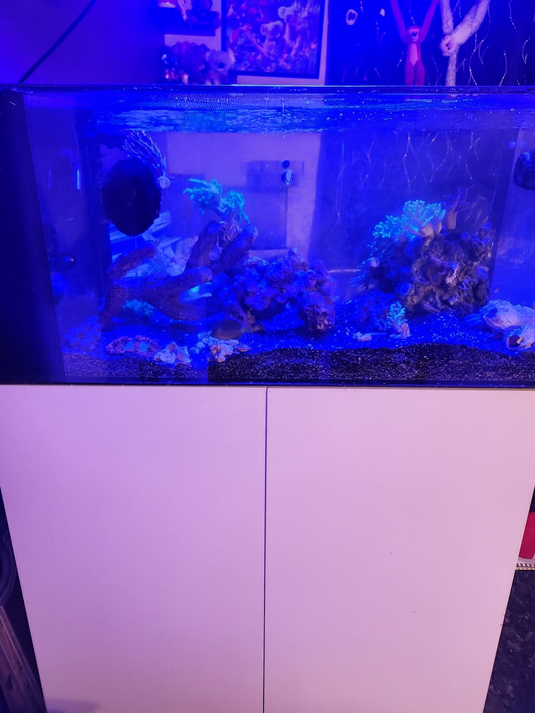 Customer photo review of Fiji Cube 38 Gallon Peninsula Rimless AIO Glass Nano Tank - PRO Series