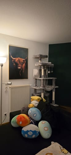 Customer photo review of Highland Cow Print