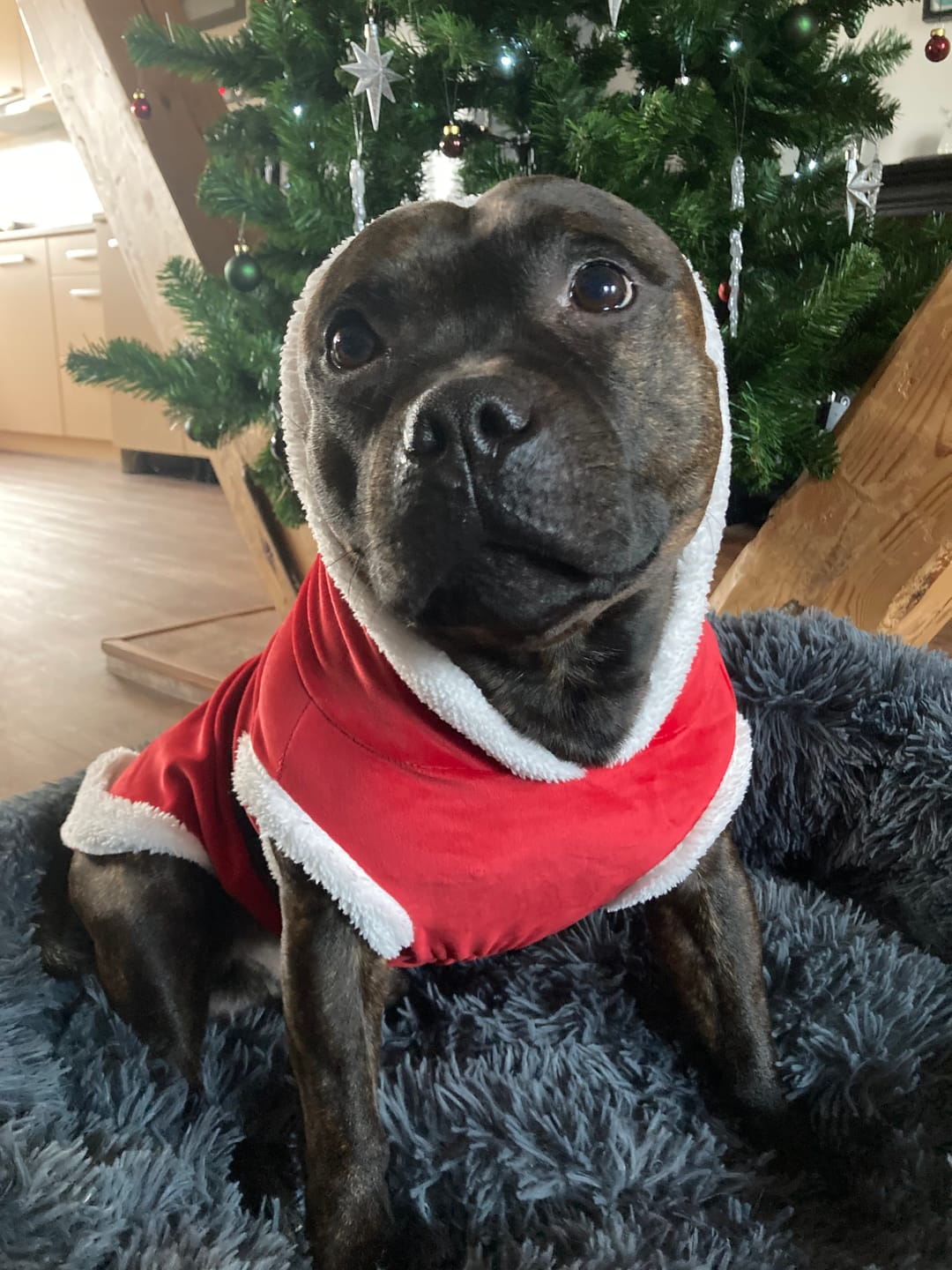 Customer photo review of Staffordshire Bull Terrier 1935® Santa Suit