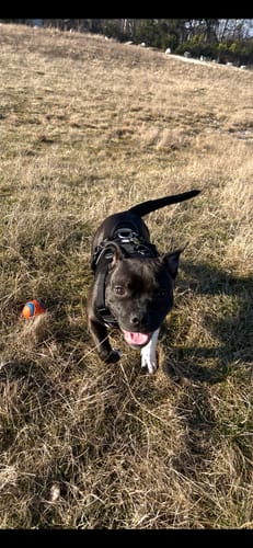 Frida R. review of Anti Pull Harness | With Handle & Lighter | Hurricane Harness - Black image 1 out of 3