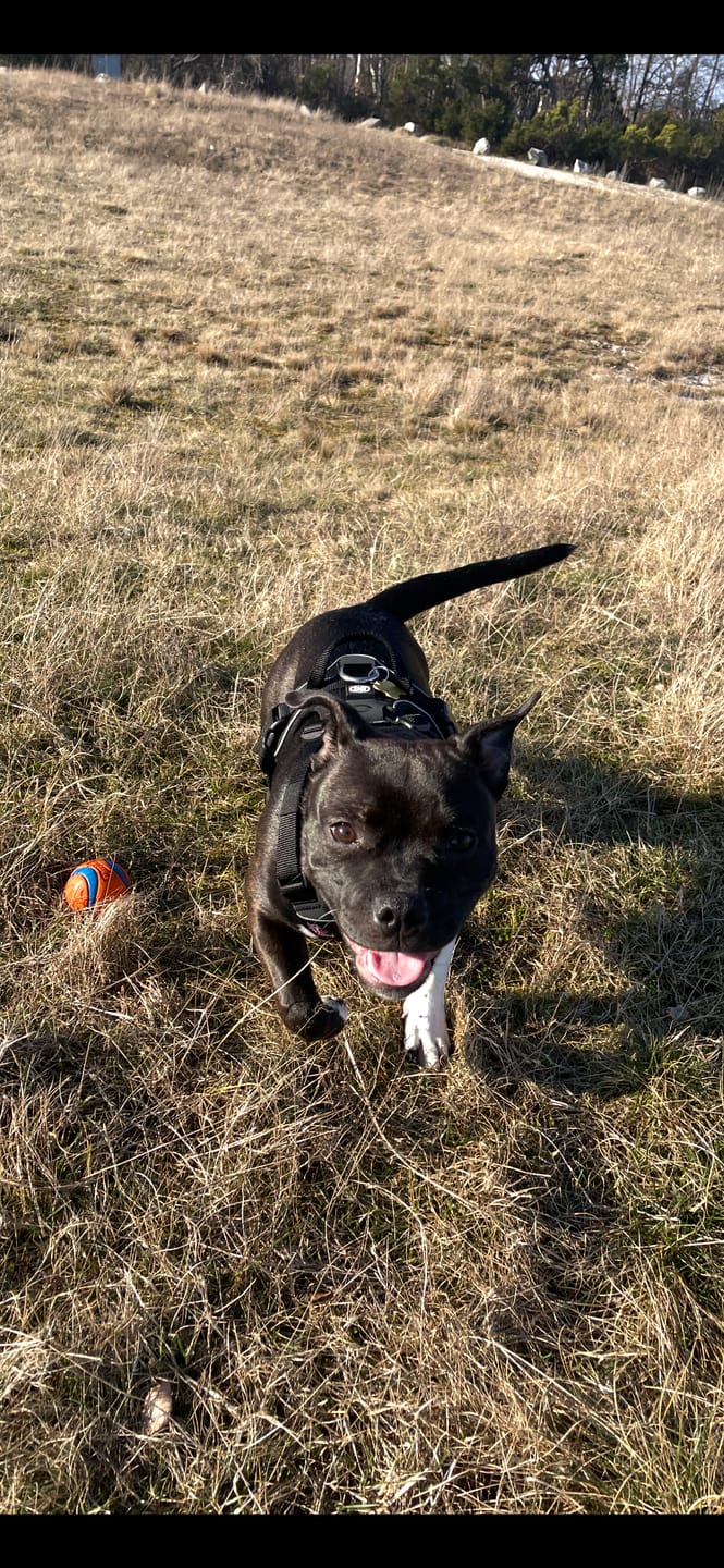 Customer photo review of Anti Pull Harness | With Handle & Lighter | Hurricane Harness - Black