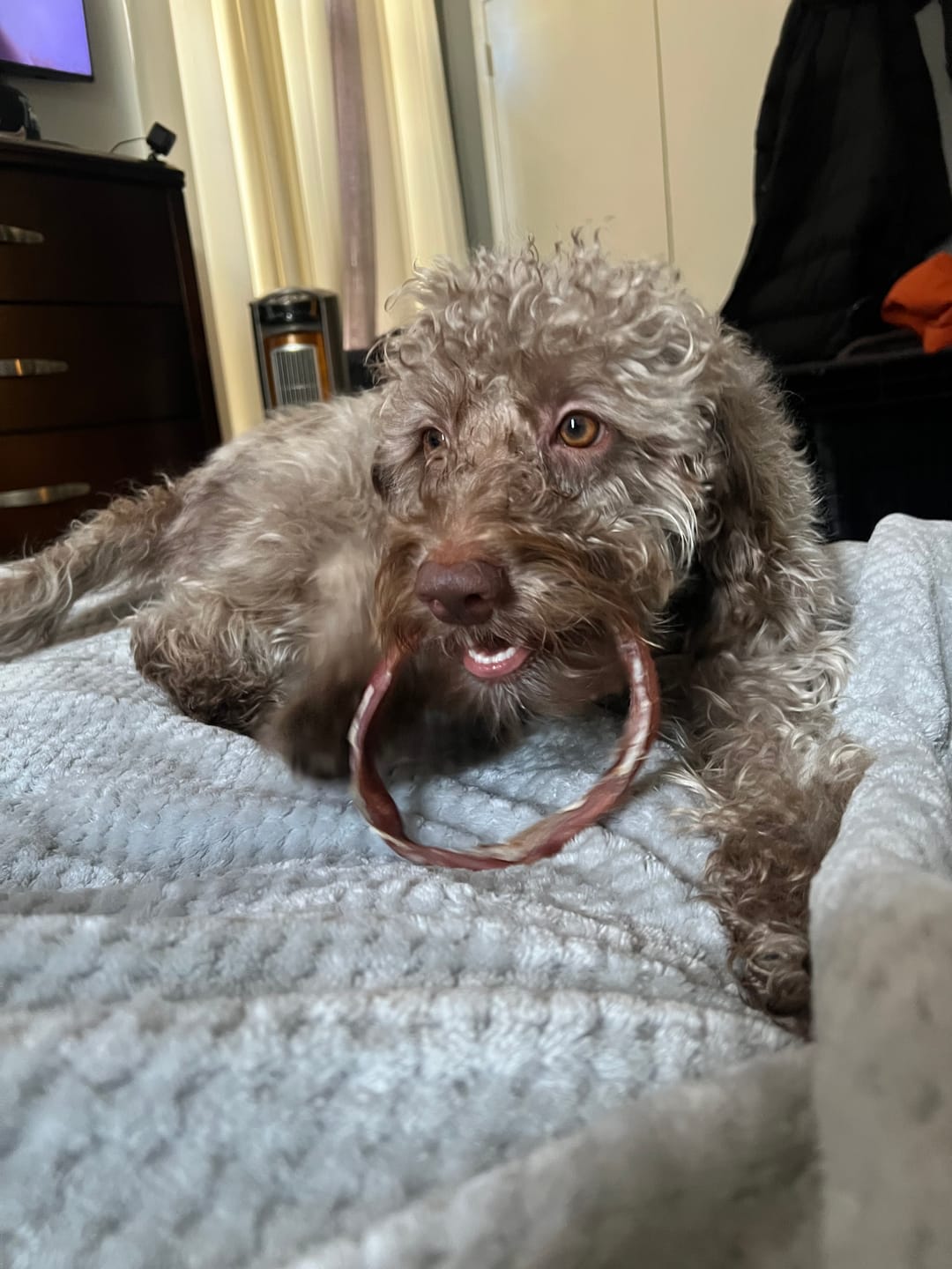 Customer photo review of Large Bully Stick Ring