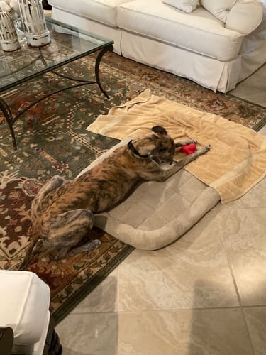 Customer photo review of Smoked Beef Marrow Bone