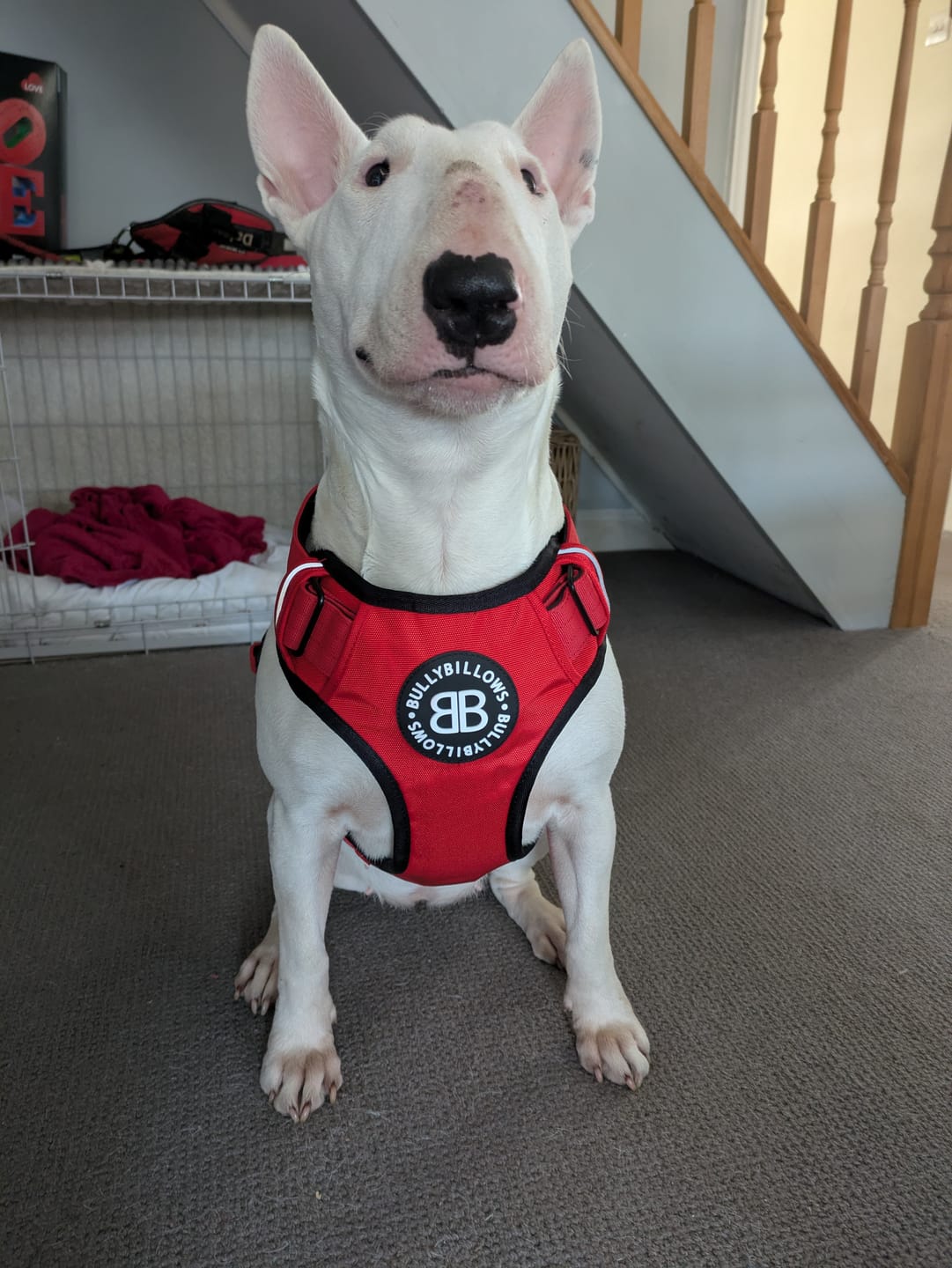 Customer photo review of Comfort Premium Harness | Non Restrictive - Red
