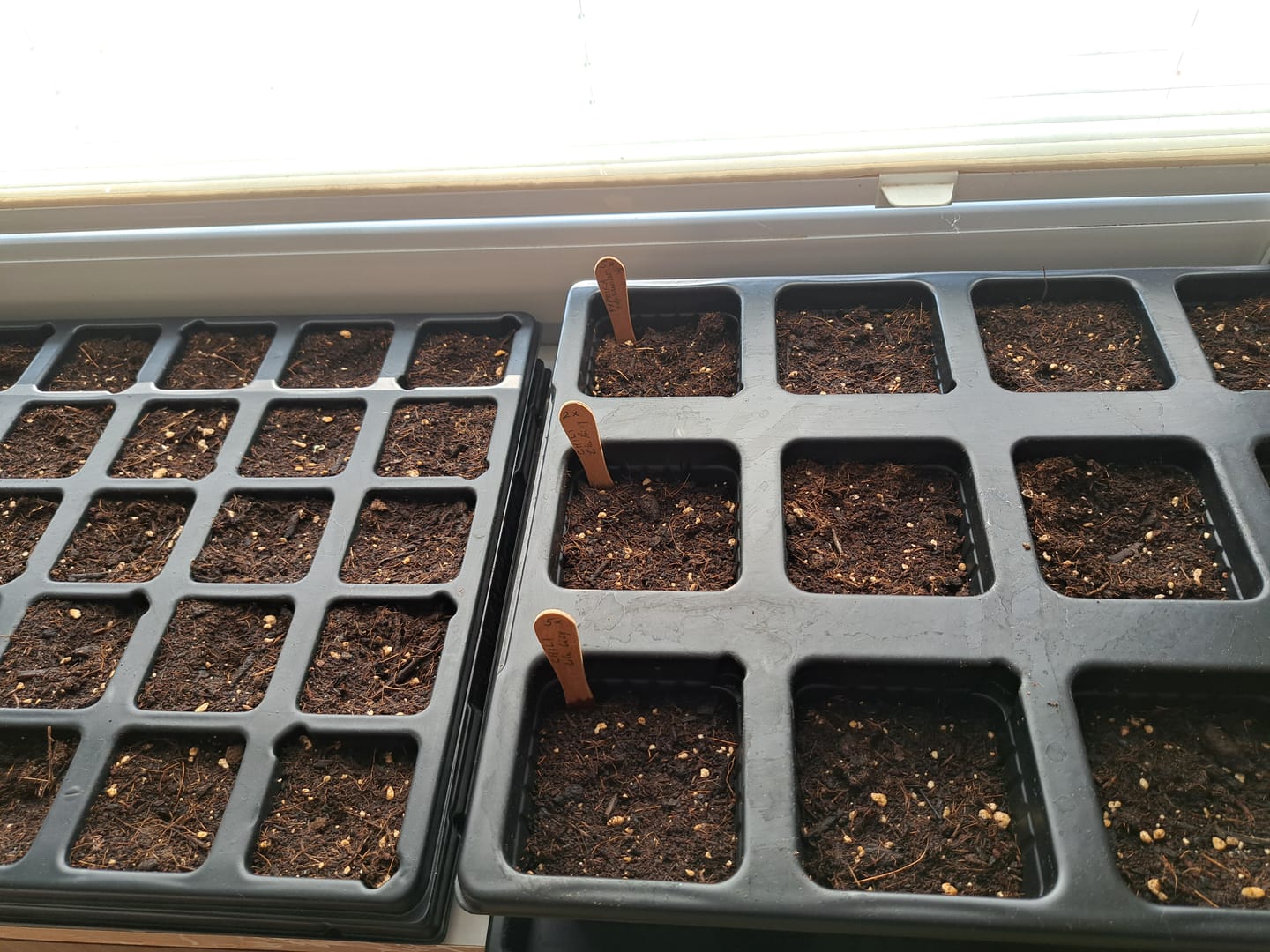Customer photo review of QuickPot Anzuchtplatten (verschiedene Größen)