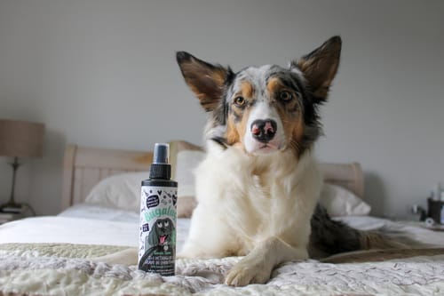 Customer photo review of 2 in 1 Tangle Tame Detangler & Leave in Conditioner with Avocado & Coconut for Dogs