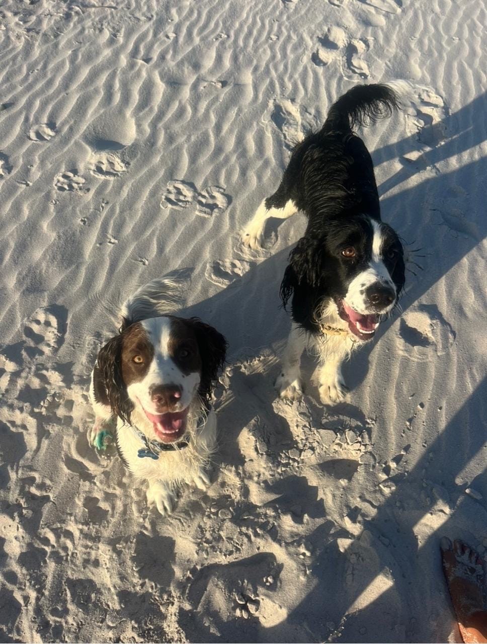 Customer photo review of Ostrich Biltong Natural Dog Treats